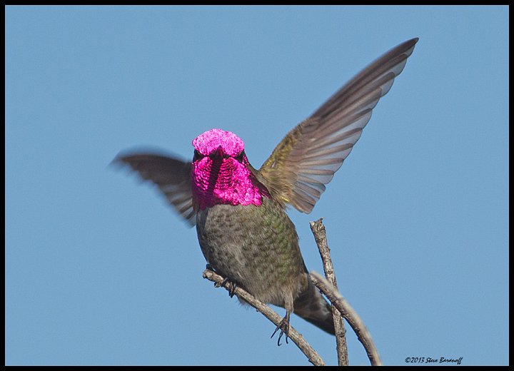 _3SB4289 annas hummingbird.jpg
